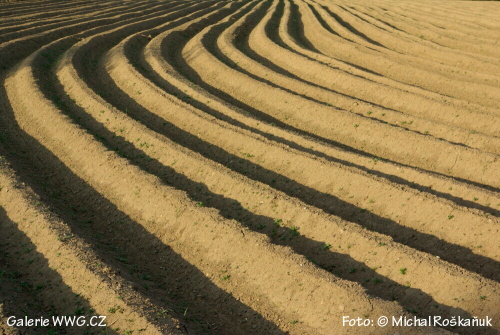 Pole - Foto: © Michal Roškaňuk Pole - Foto: © Michal Roškaňuk